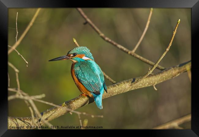 Kingfisher on a branch Framed Print by Will Badman