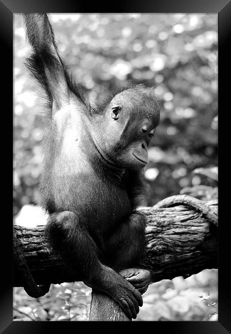 Baby Orangutan Framed Print by David Gardener
