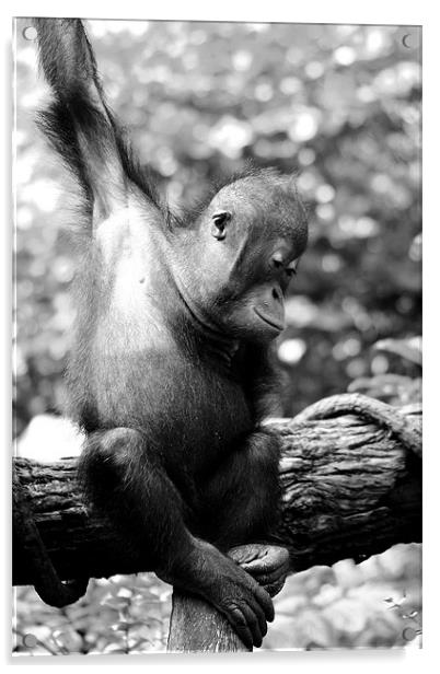 Baby Orangutan Acrylic by David Gardener
