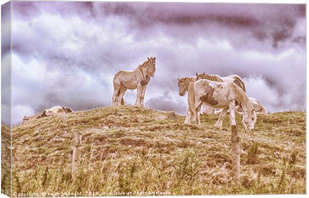 herd of pinto horses Canvas Print by keith hannant