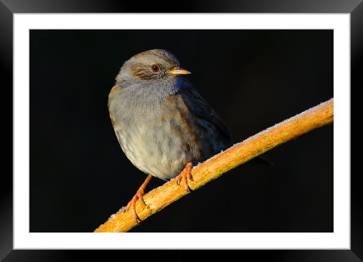 Dunnock in the Wild Framed Mounted Print by Ann McGrath