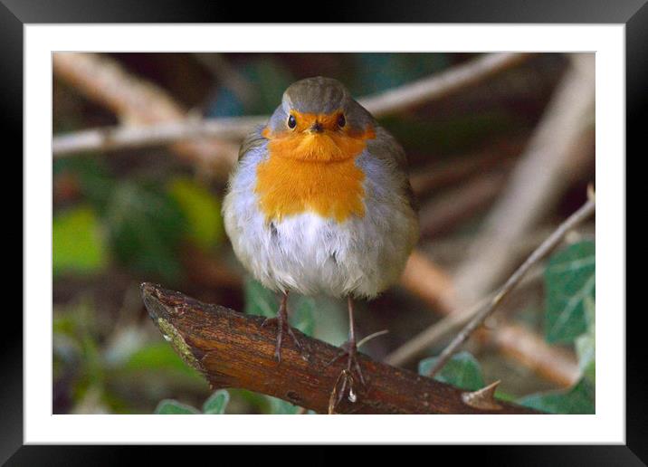 Robin in the Wild Framed Mounted Print by Ann McGrath
