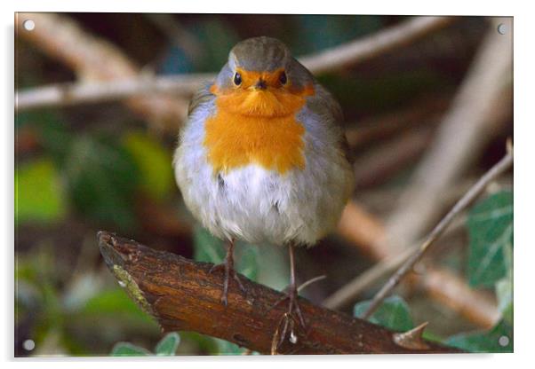 Robin in the Wild Acrylic by Ann McGrath