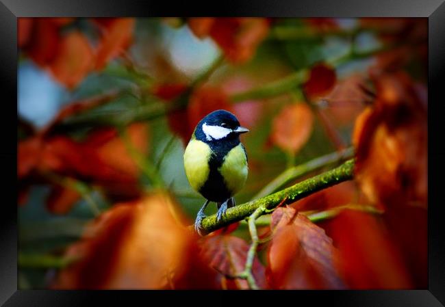 Autumnal Great Tit Framed Print by Rachael Hood