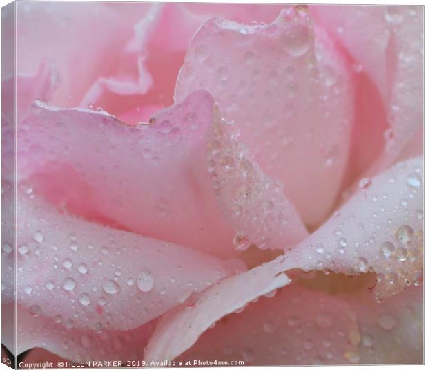 ROSE WITH RAIN SOAKED PETALS Canvas Print by HELEN PARKER