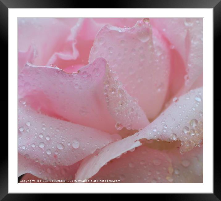ROSE WITH RAIN SOAKED PETALS Framed Mounted Print by HELEN PARKER