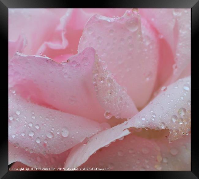 ROSE WITH RAIN SOAKED PETALS Framed Print by HELEN PARKER