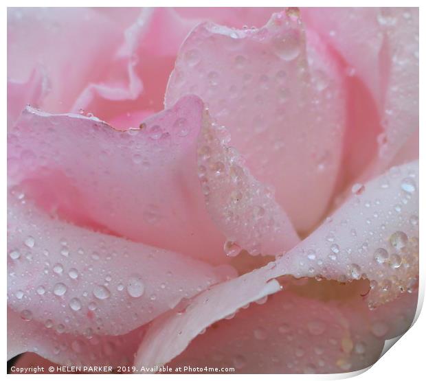 ROSE WITH RAIN SOAKED PETALS Print by HELEN PARKER