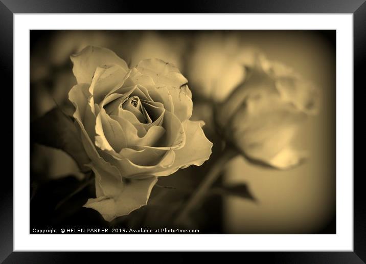 Roses in Sepia Framed Mounted Print by HELEN PARKER