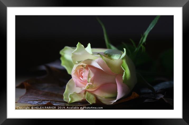 Rose, The flower of love and affection Framed Mounted Print by HELEN PARKER