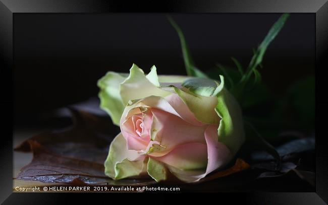 Rose, The flower of love and affection Framed Print by HELEN PARKER