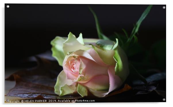 Rose, The flower of love and affection Acrylic by HELEN PARKER