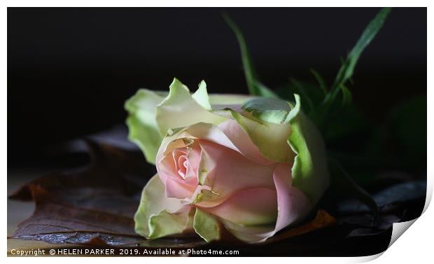 Rose, The flower of love and affection Print by HELEN PARKER