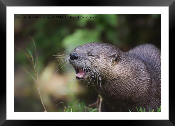 North American River Otter Framed Mounted Print by Derrick Fox Lomax