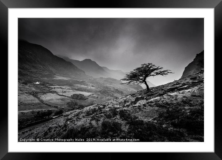 Tree at Llanberis Pass, Snowdonia National Park Framed Mounted Print by Creative Photography Wales