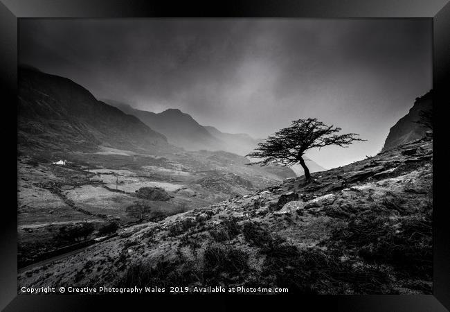 Tree at Llanberis Pass, Snowdonia National Park Framed Print by Creative Photography Wales