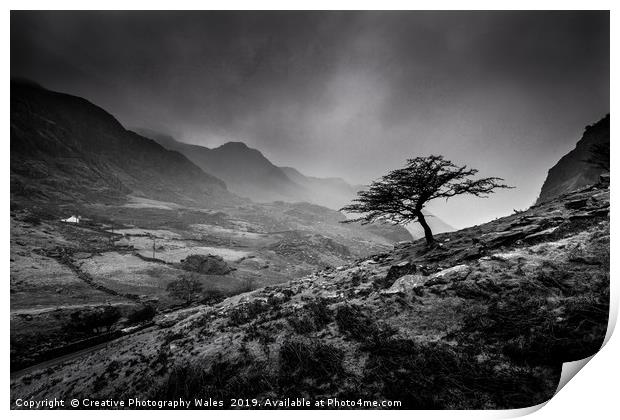 Tree at Llanberis Pass, Snowdonia National Park Print by Creative Photography Wales