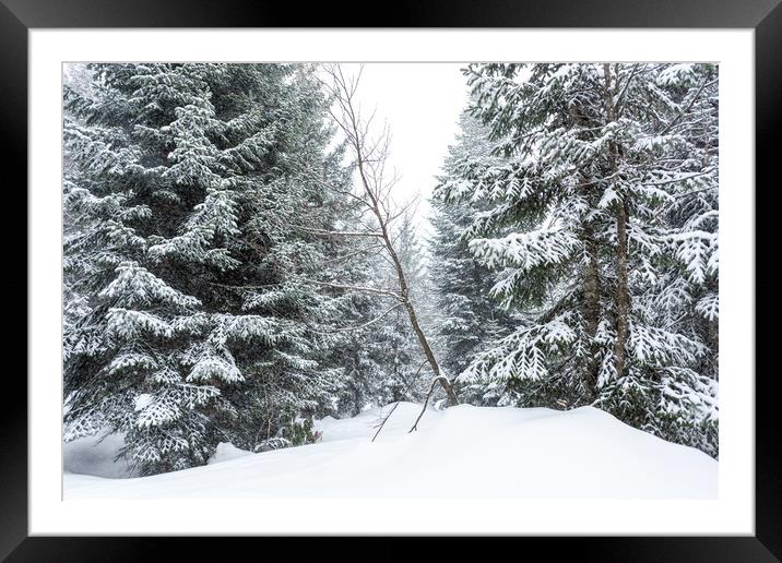 Winter Forest Landscape Framed Mounted Print by Svetlana Sewell