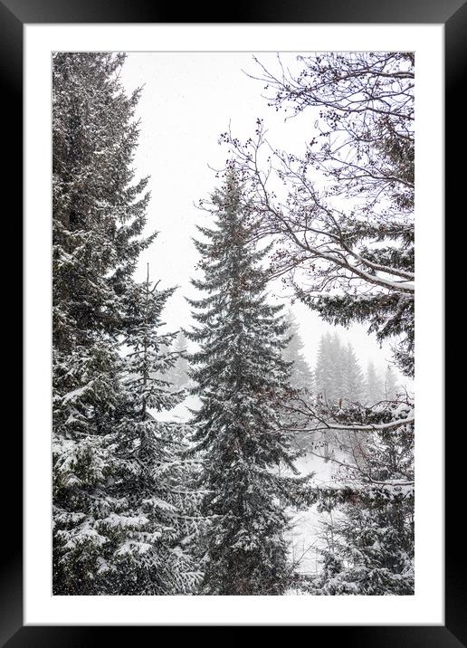 Winter Pine Trees Framed Mounted Print by Svetlana Sewell
