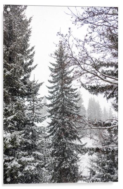 Winter Pine Trees Acrylic by Svetlana Sewell