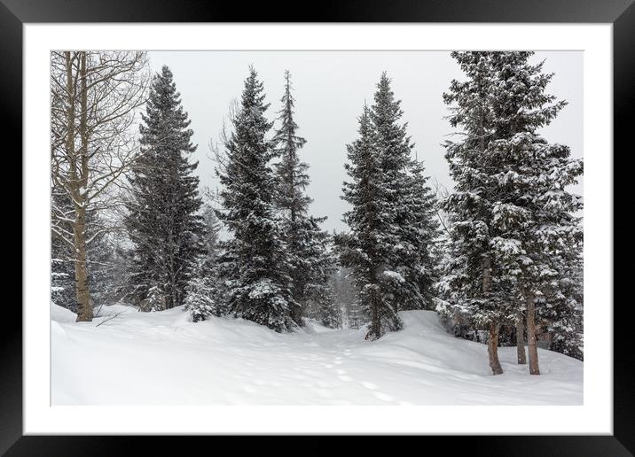 Winter Forest Landscape Framed Mounted Print by Svetlana Sewell