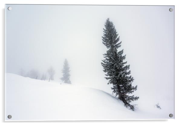 Winter Pine Tree Acrylic by Svetlana Sewell