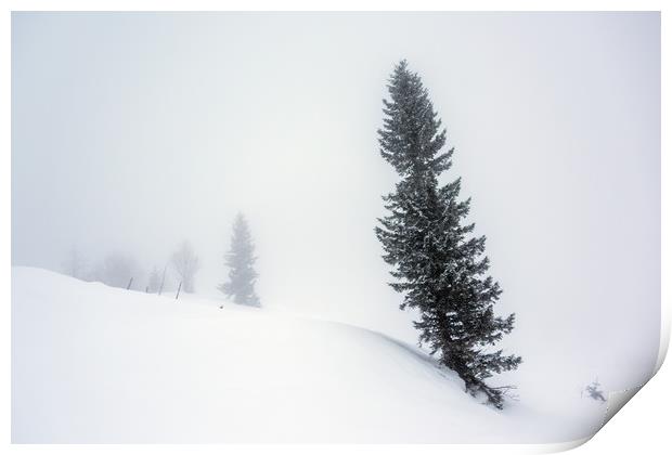 Winter Pine Tree Print by Svetlana Sewell