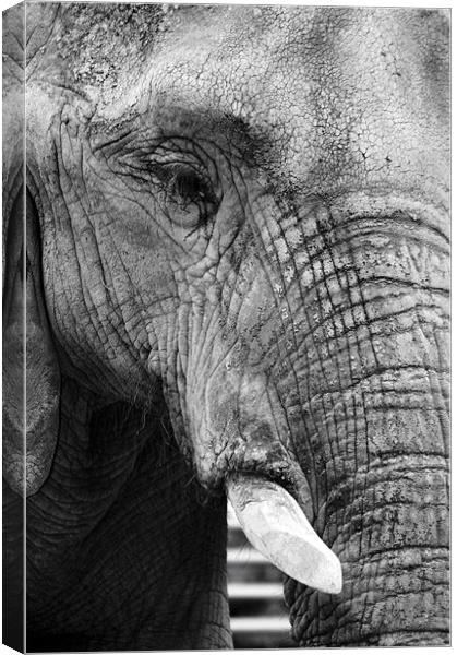 Elephant Portrait Canvas Print by David Gardener