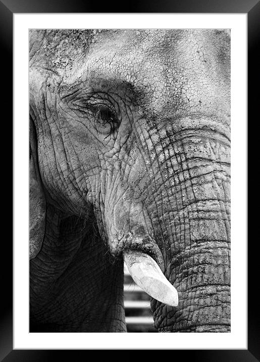 Elephant Portrait Framed Mounted Print by David Gardener