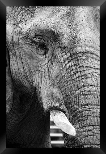 Elephant Portrait Framed Print by David Gardener