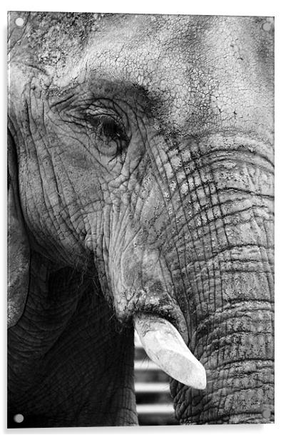 Elephant Portrait Acrylic by David Gardener