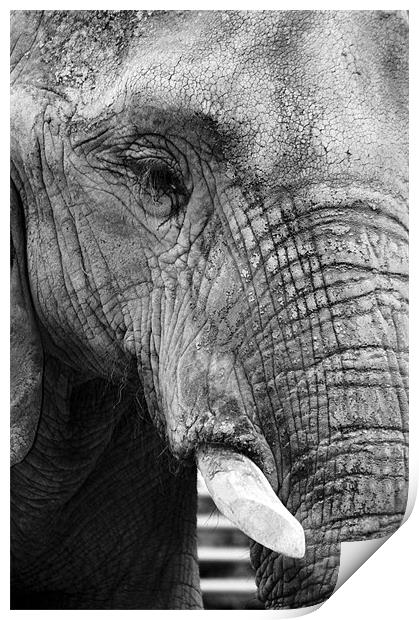Elephant Portrait Print by David Gardener