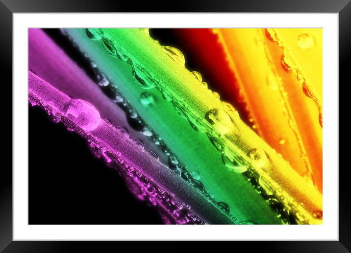 Rainbow Water Drops on Leaves Framed Mounted Print by John Williams