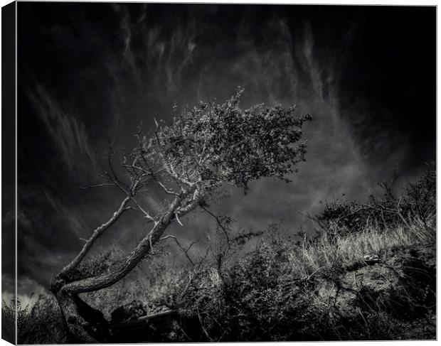 Windworn Tree of Falling Canvas Print by John Williams