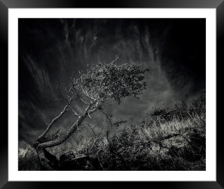 Windworn Tree of Falling Framed Mounted Print by John Williams