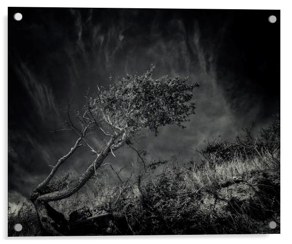 Windworn Tree of Falling Acrylic by John Williams