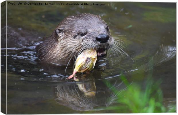 North American River Otter feeding Canvas Print by Derrick Fox Lomax