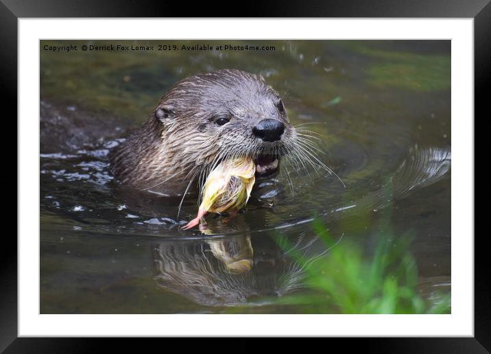 North American River Otter feeding Framed Mounted Print by Derrick Fox Lomax