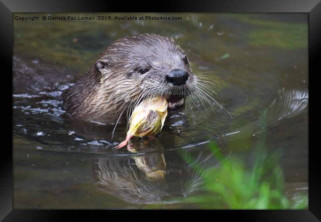 North American River Otter feeding Framed Print by Derrick Fox Lomax