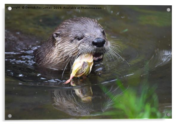 North American River Otter feeding Acrylic by Derrick Fox Lomax