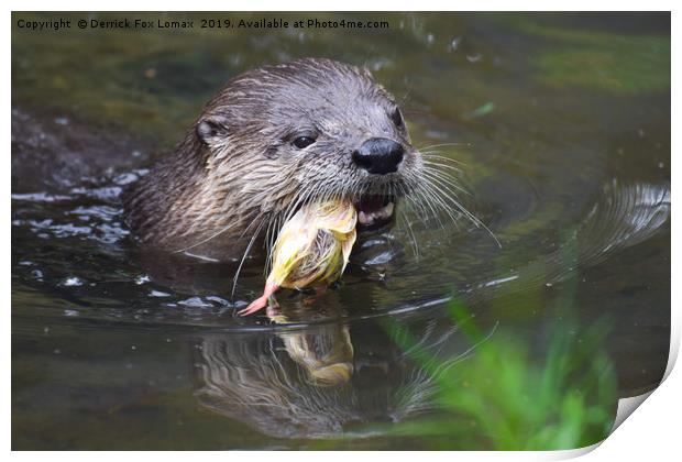 North American River Otter feeding Print by Derrick Fox Lomax