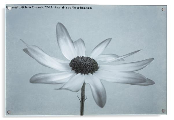 Elegant Senetti Pericallis Flower Acrylic by John Edwards