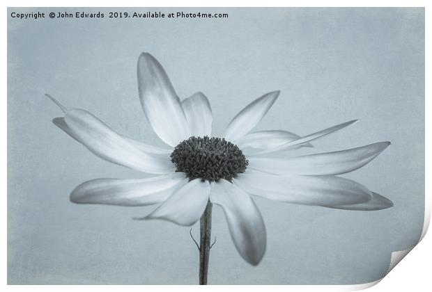 Elegant Senetti Pericallis Flower Print by John Edwards