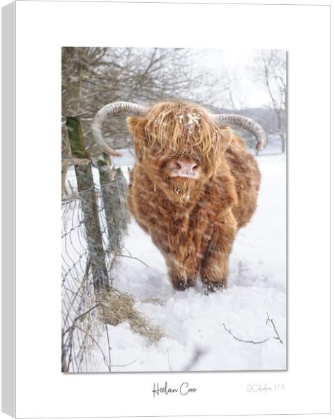 Heelan Coo in the snow Canvas Print by JC studios LRPS ARPS