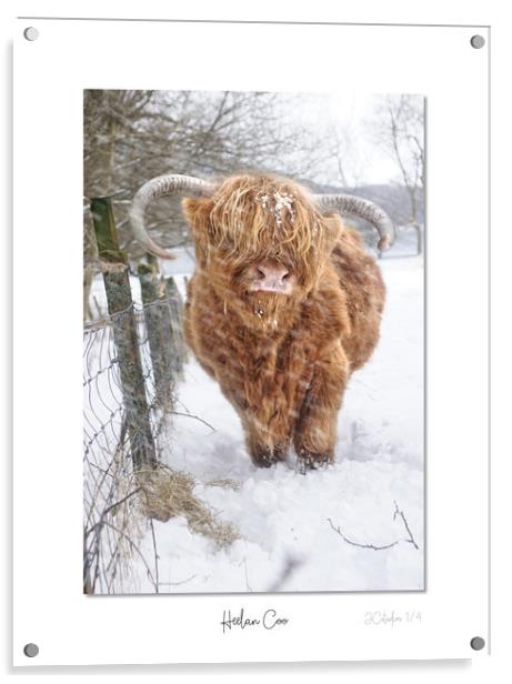 Heelan Coo in the snow Acrylic by JC studios LRPS ARPS