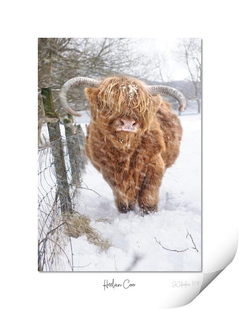 Heelan Coo in the snow Print by JC studios LRPS ARPS