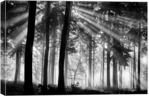 Sunlight in the Woods Canvas Print by Ceri Jones