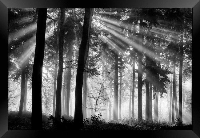 Sunlight in the Woods Framed Print by Ceri Jones