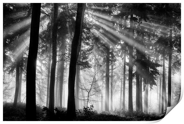 Sunlight in the Woods Print by Ceri Jones