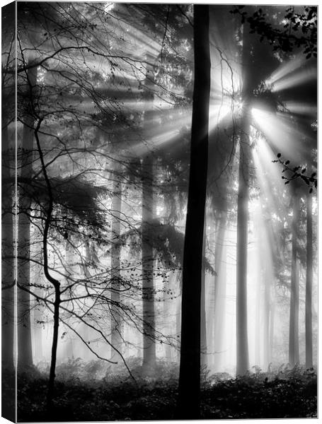 Sunlight in the Forest Canvas Print by Ceri Jones